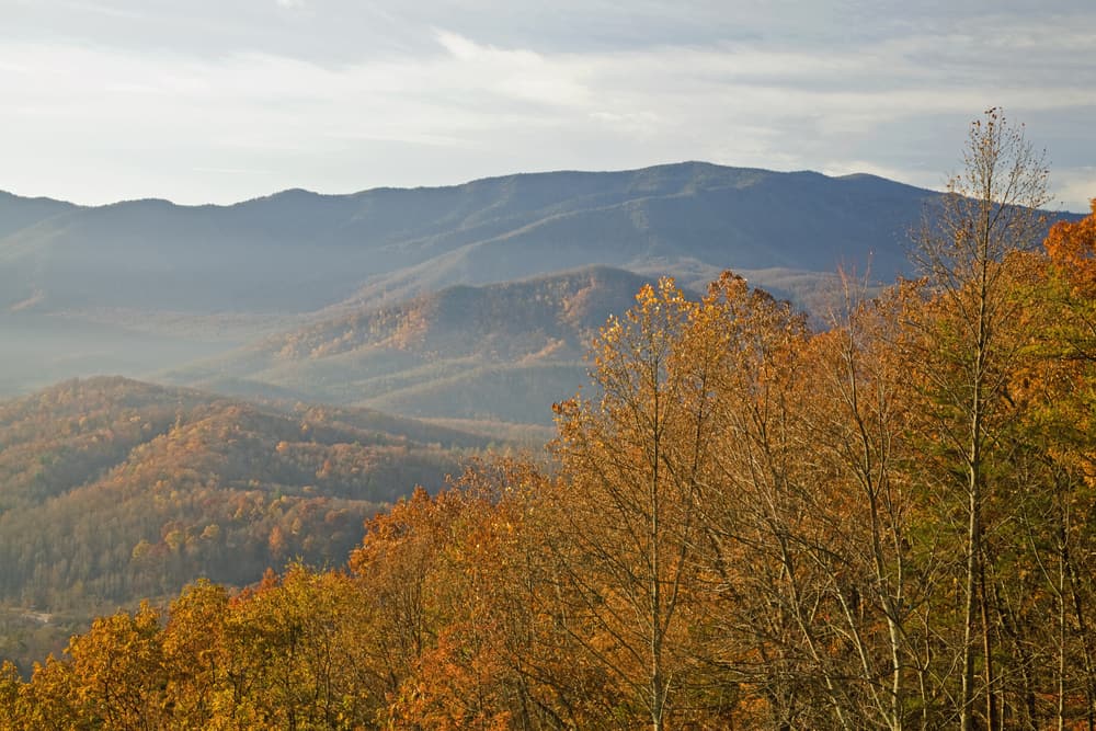 This is a close look at the Parkway Foothills in Cosby.