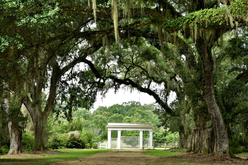 Canopy of Live Oak Branches over Entrance to Rosedown Plantation, State Historic Site, in St. Francisville, Louisiana.