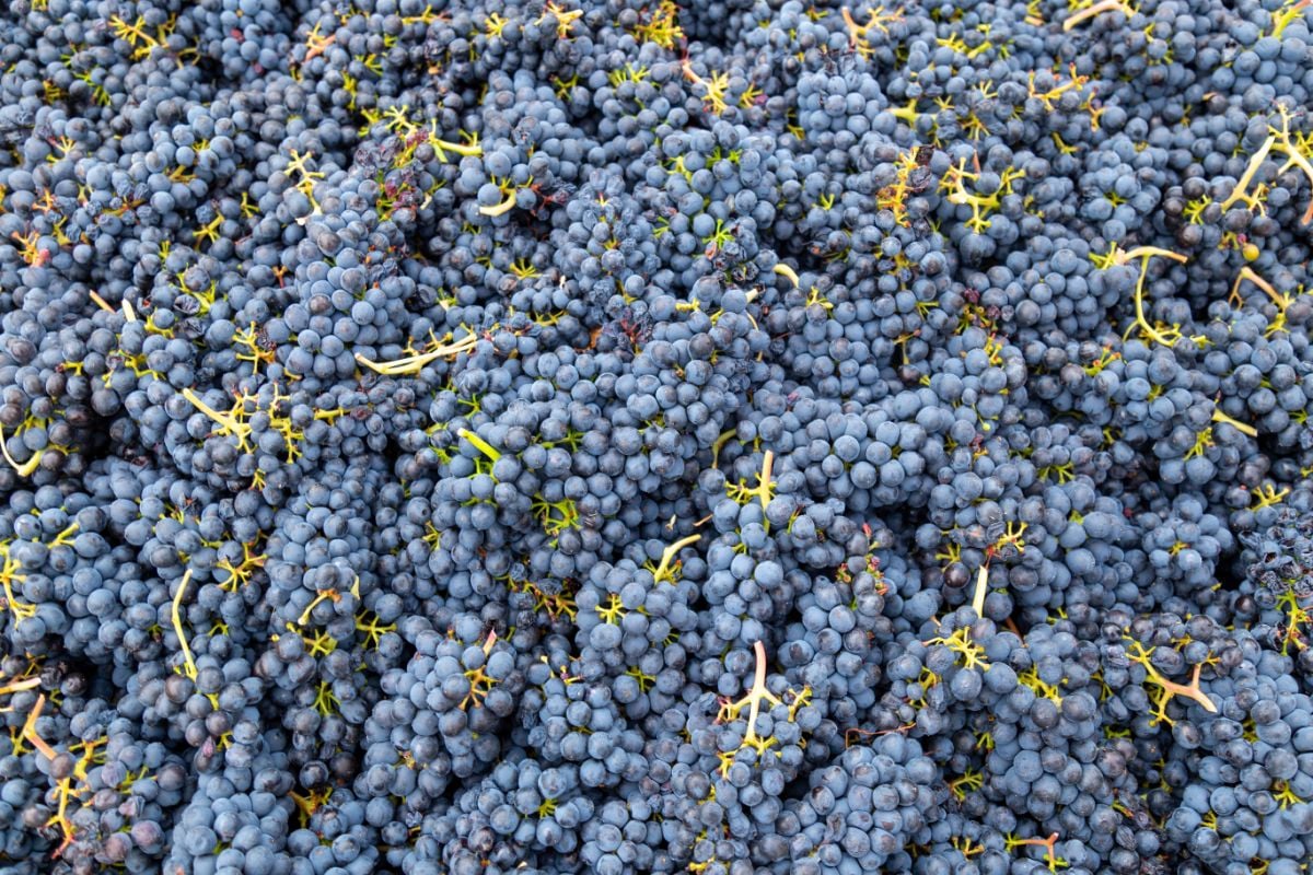 Syrah Grapes for making wine at Chelan, Washington.