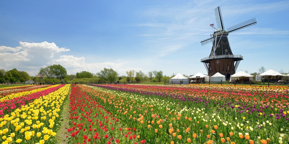 Windmill and tulip plantation at Holland, Michigan.