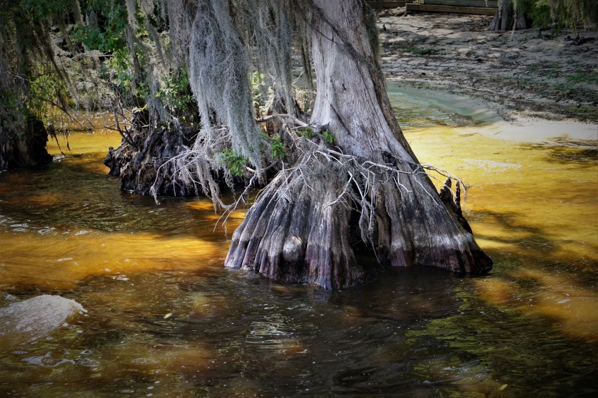 Cypress tree in a swamp at Lake Waccamaw, NC.