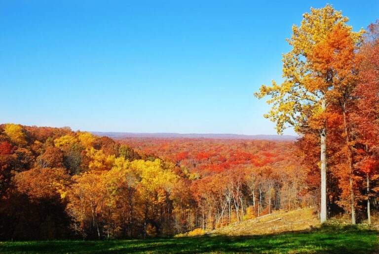 Trees in autumn, Nashville, Indiana.