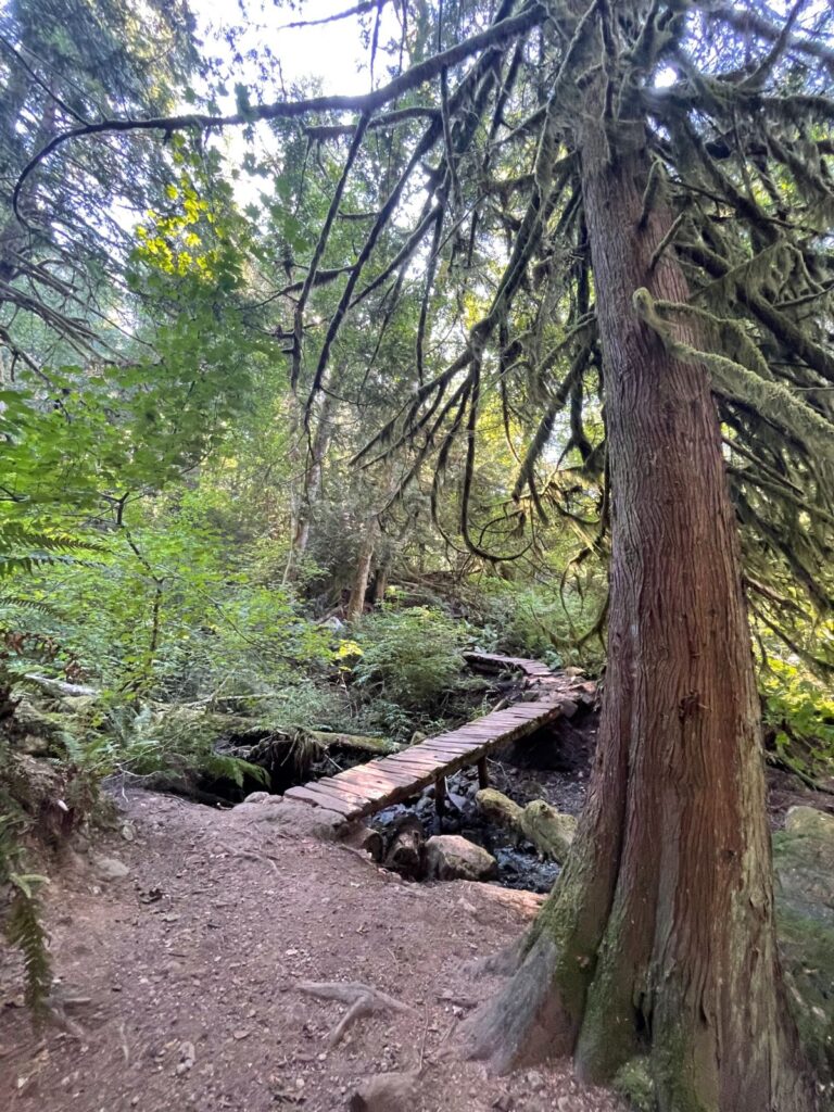 Big cedar tree and boardwalk through coho park, squamish