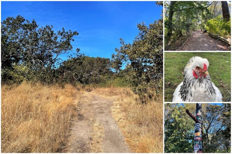 photo collage of images of beacon hill park in victoria