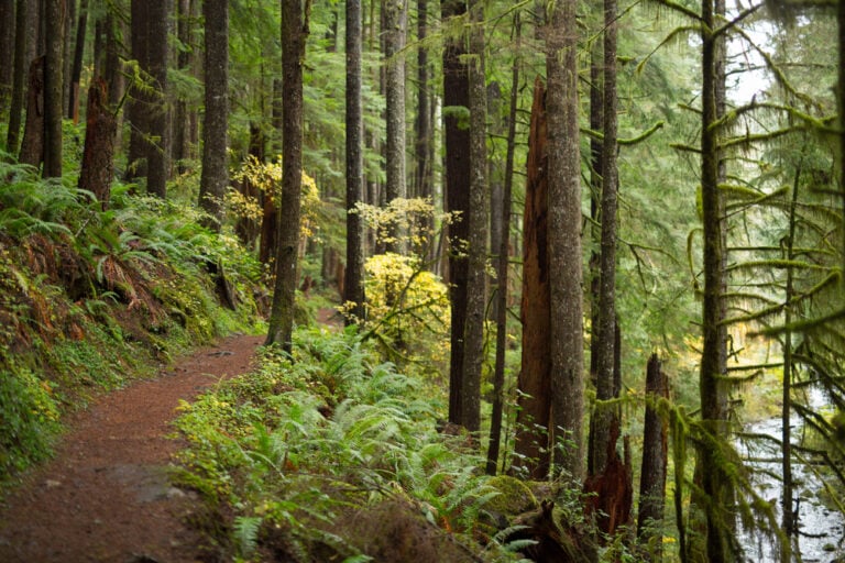 20 of the Most Overlooked Hiking Trails in Kentucky in 2025